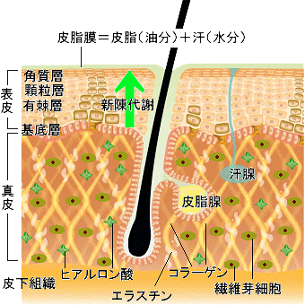 皮膚の役割